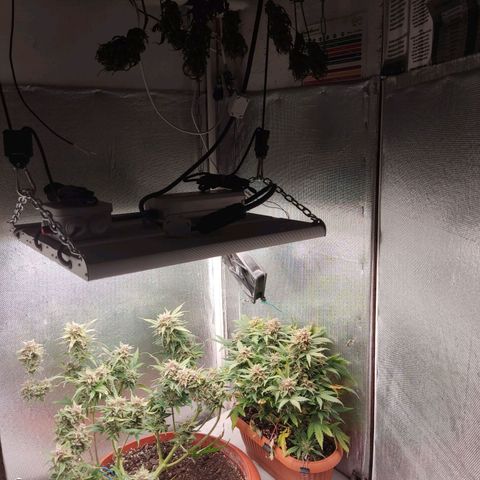 auto eX. treme, error seeds #2 growlog timeline photo