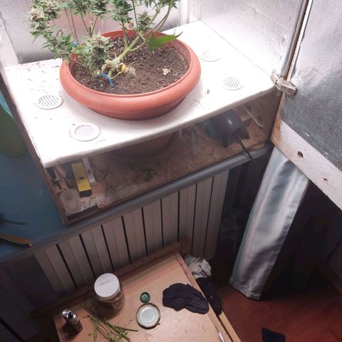 auto eX. treme, error seeds #2 growlog timeline photo