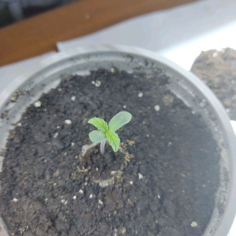 Auto X.treme E.S growlog timeline photo