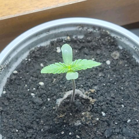Auto X.treme E.S growlog timeline photo