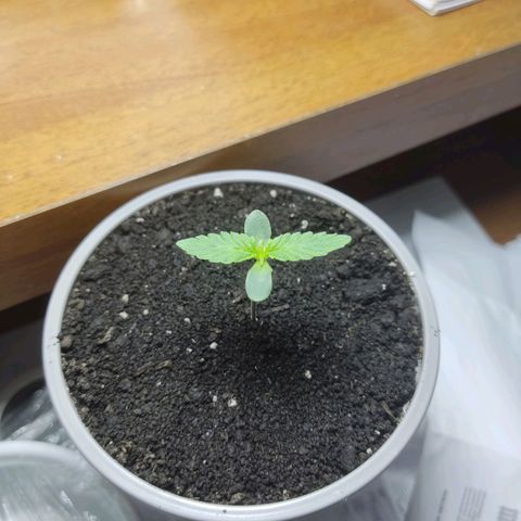 Auto X.treme E.S growlog timeline photo