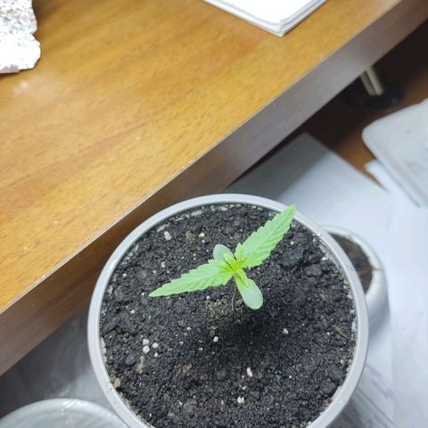 Auto X.treme E.S growlog timeline photo