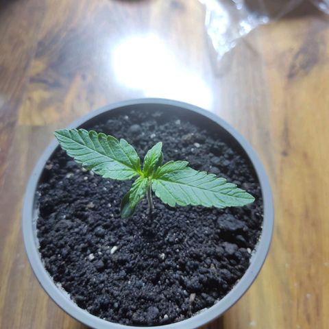 Auto X.treme E.S growlog timeline photo