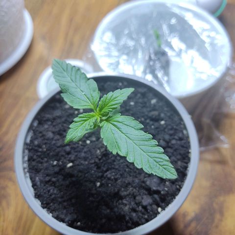 Auto X.treme E.S growlog timeline photo