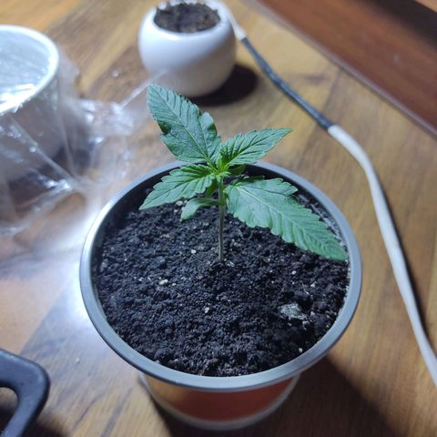 Auto X.treme E.S growlog timeline photo