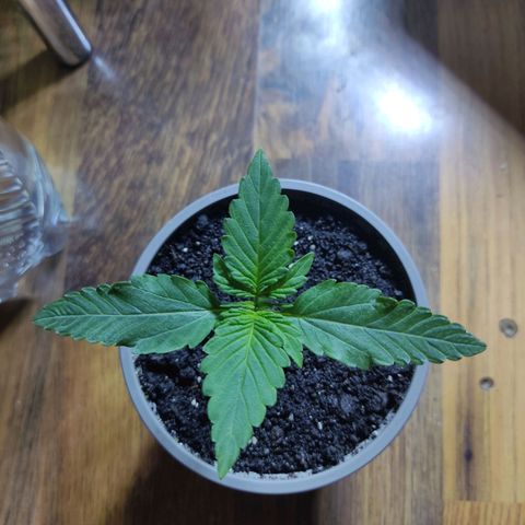 Auto X.treme E.S growlog timeline photo