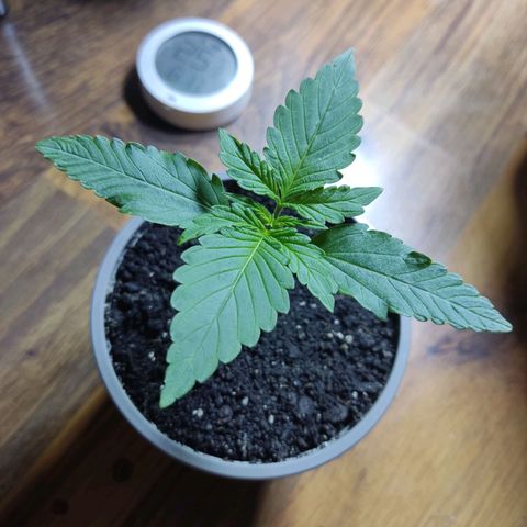 Auto X.treme E.S growlog timeline photo