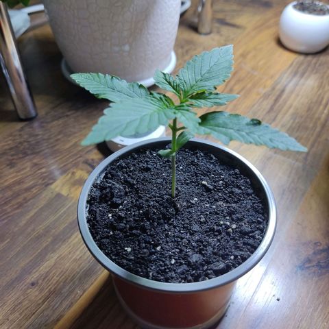 Auto X.treme E.S growlog timeline photo