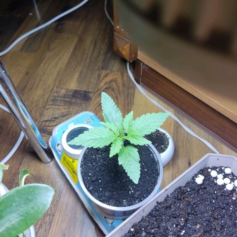 Auto X.treme E.S growlog timeline photo