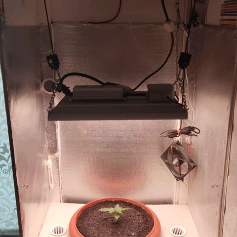 Auto X.treme E.S growlog timeline photo