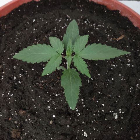 Auto X.treme E.S growlog timeline photo