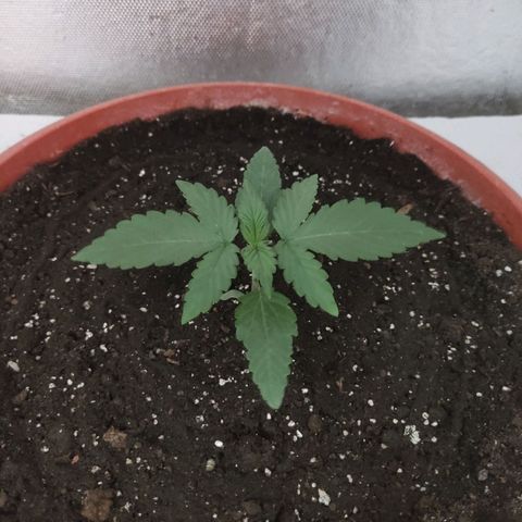 Auto X.treme E.S growlog timeline photo