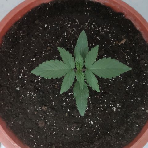 Auto X.treme E.S growlog timeline photo
