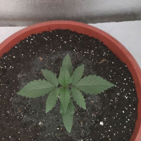Auto X.treme E.S growlog timeline photo