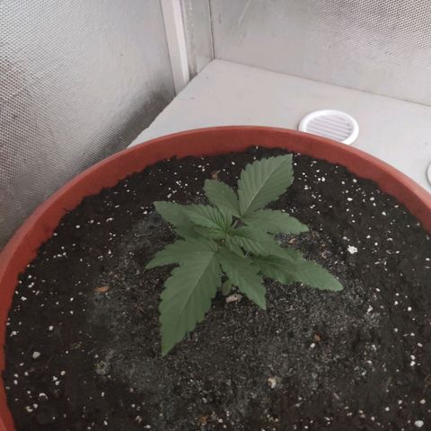 Auto X.treme E.S growlog timeline photo