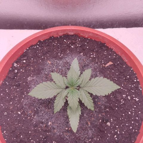 Auto X.treme E.S growlog timeline photo