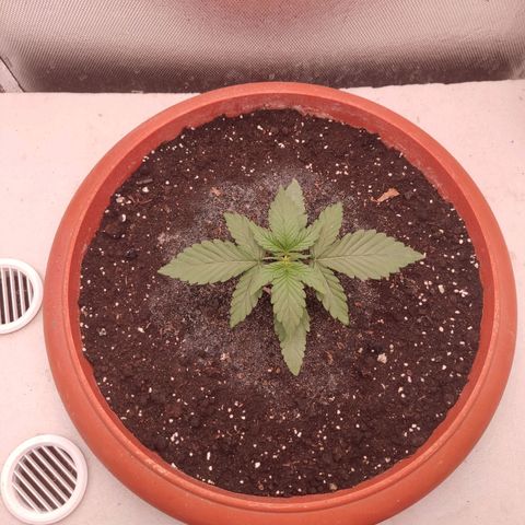 Auto X.treme E.S growlog timeline photo