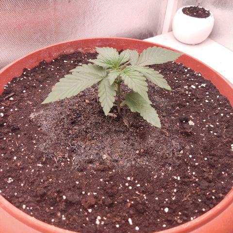 Auto X.treme E.S growlog timeline photo