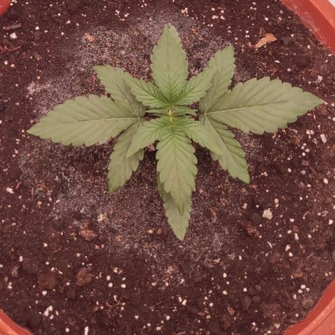 Auto X.treme E.S growlog timeline photo