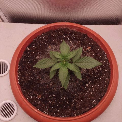 Auto X.treme E.S growlog timeline photo