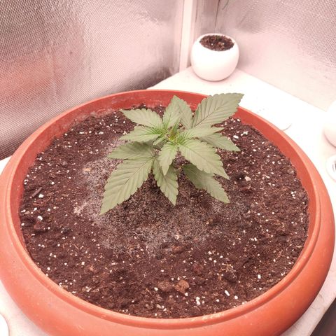Auto X.treme E.S growlog timeline photo