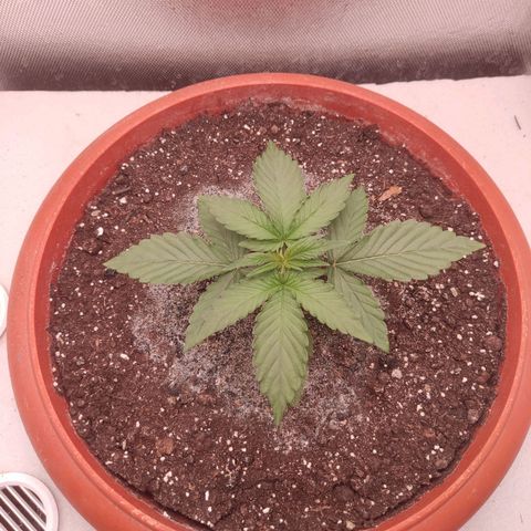 Auto X.treme E.S growlog timeline photo