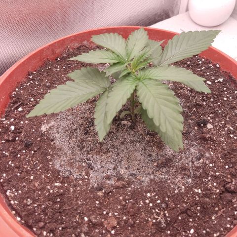Auto X.treme E.S growlog timeline photo