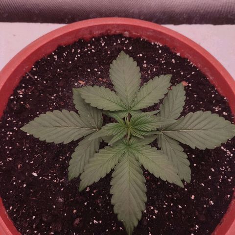 Auto X.treme E.S growlog timeline photo