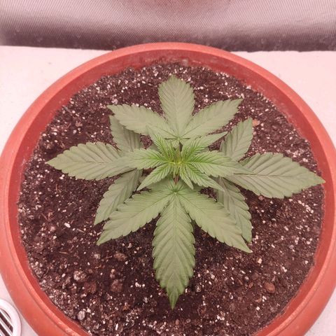 Auto X.treme E.S growlog timeline photo
