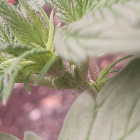 Auto X.treme E.S growlog photo: Показала пол 17день