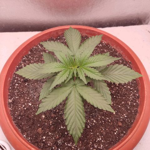 Auto X.treme E.S growlog timeline photo