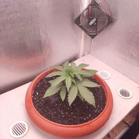 Auto X.treme E.S growlog timeline photo