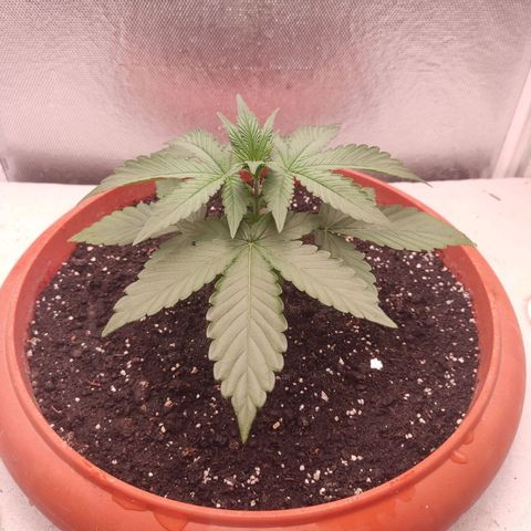 Auto X.treme E.S growlog timeline photo