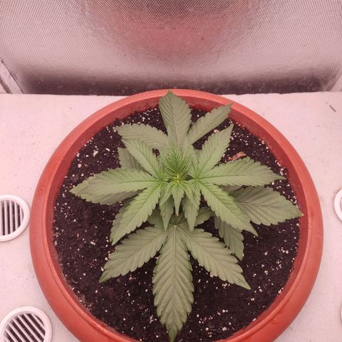 Auto X.treme E.S growlog timeline photo