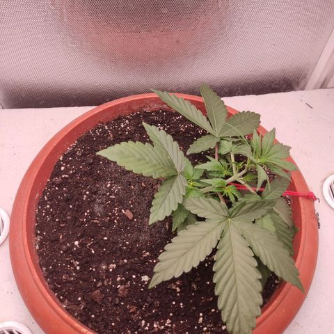 Auto X.treme E.S growlog timeline photo