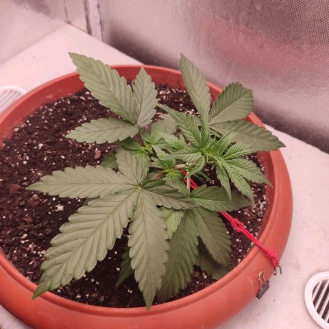 Auto X.treme E.S growlog timeline photo