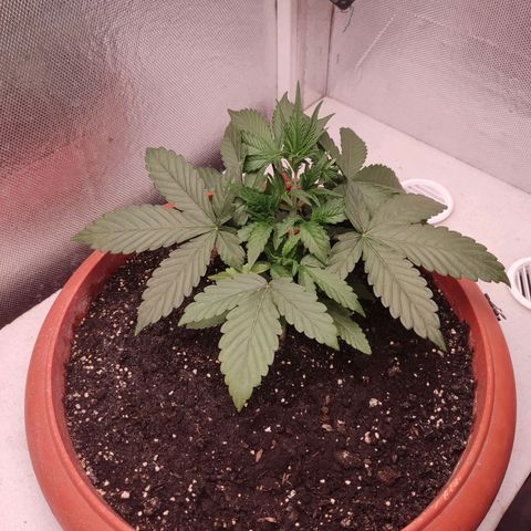 Auto X.treme E.S growlog timeline photo