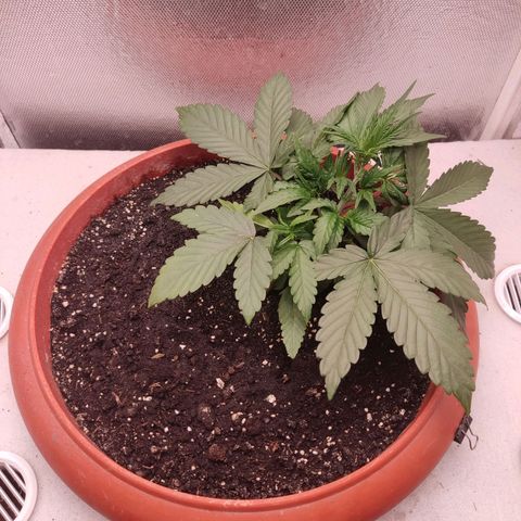 Auto X.treme E.S growlog timeline photo