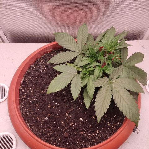 Auto X.treme E.S growlog timeline photo