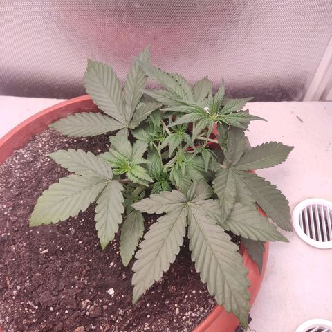 Auto X.treme E.S growlog timeline photo