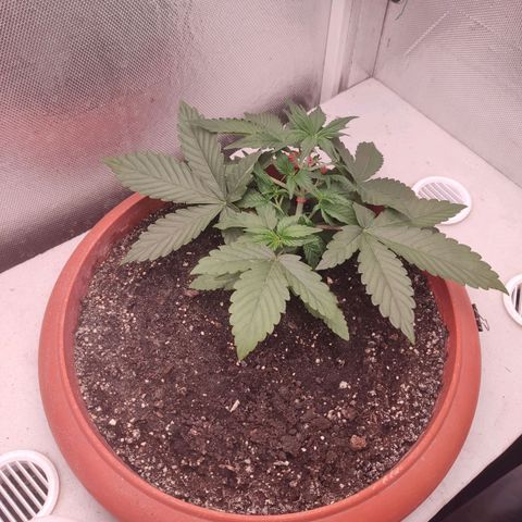 Auto X.treme E.S growlog timeline photo