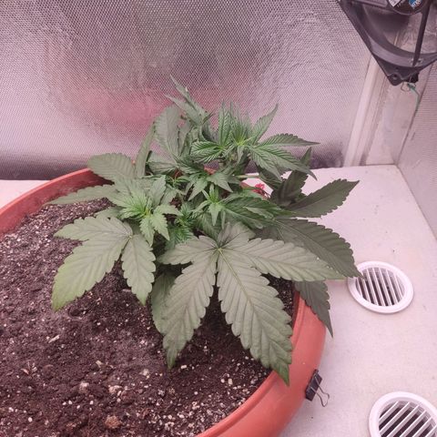 Auto X.treme E.S growlog timeline photo