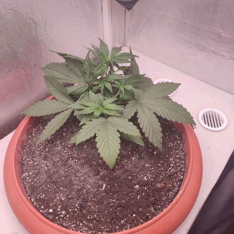 Auto X.treme E.S growlog timeline photo