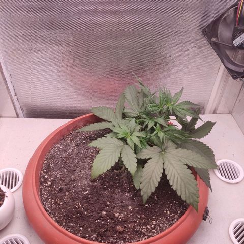 Auto X.treme E.S growlog timeline photo