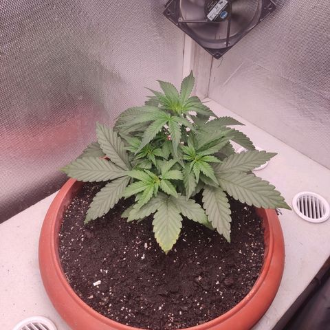 Auto X.treme E.S growlog timeline photo