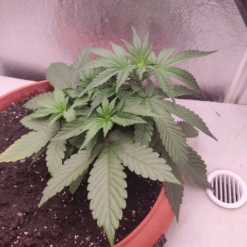 Auto X.treme E.S growlog timeline photo