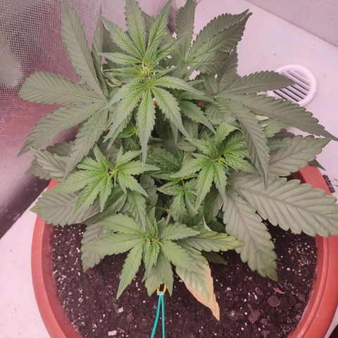 Auto X.treme E.S growlog timeline photo