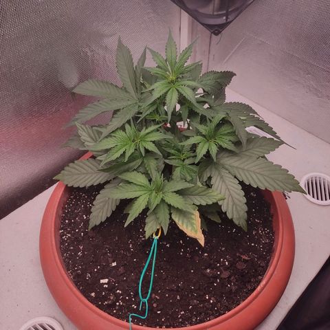 Auto X.treme E.S growlog timeline photo