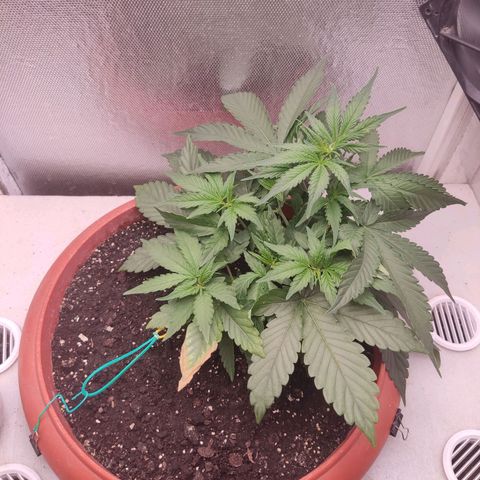 Auto X.treme E.S growlog timeline photo