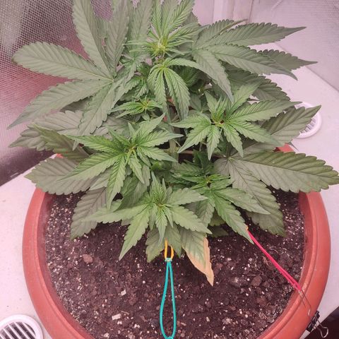 Auto X.treme E.S growlog timeline photo